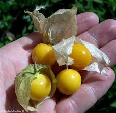 Sejenis pokok keluarga solanaceae cabang physalis. Pokok Letup Banggolderdap S Blog