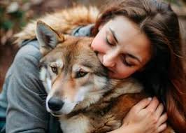 portrait of beautiful woman with her wolf. Young Woman Embracing a Grey Wolf,  cute wolf dog in a Forest. Animal, canine friendship. 54848473 Stock Photo  at Vecteezy