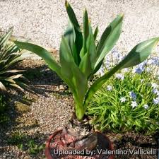 Image result for Drimia calcarata