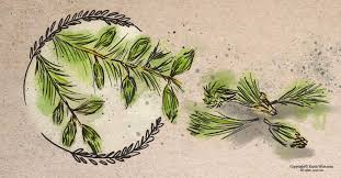 Spruce tip syrup and the muir cocktail. Are Spruce Tips Edible How To Identify Forage And Use This Evergreen Rusticwise