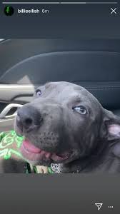 05 16 2020 Billie Eilish Billie Cute Animals