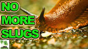 It contributes to natural ecosystems but can be a pest when it destroys plants and crops. Slug Control In Garden How To Get Rid Of Slugs Youtube