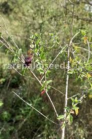 Image result for Tinnea aethiopica