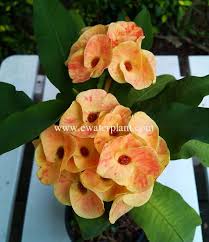 Photo Euphorbia Milii Thai Hybrids Crown Of Thorns In Thailand Euphorbia Milii Euphorbia Crown Of Thorns