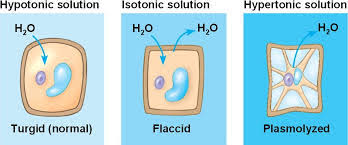 The effects osmosis has on a cell are either that it becomes turgid and hard as water enters the cell or it becomes dehydrated (this is called plasmolysing in plant as evidence of osmosis occurring i used the difference of weight before (after being blotted for six minutes) and after being in the salt solution. Cellular Transport Diffusion Active Transport And Osmosis Dr Randall Science