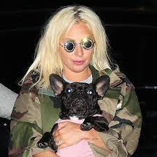 Months after lady gaga's dog walker was shot and two of her french bulldogs were stolen, suspects have been arrested. Lady Gaga S Stolen Dogs Returned By Woman Unassociated With The Crime