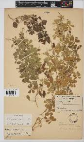 Image result for Viscum subserratum