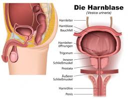 Blasenentzundung Beim Mann Ursachen Beschwerden Therapie Gesundpedia De