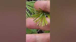 Image result for Actiniopteris dimorpha