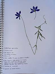 Image result for Wahlenbergia pulchella