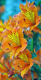 Burning Bright Explored July 28th 2012 Unusual Flowers Beautiful Flowers Amazing Flowers