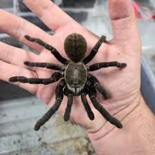 Image result for Dolichopentas