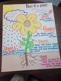 Parts Of A Plant Anchor Chart Science Lessons Primary