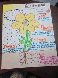 parts of a plant anchor chart science lessons primary