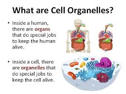 Check spelling or type a new query. Cell Organelles Whats A Cell Organelle Humans Have