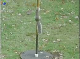 Rarely, do we ever get to glimpse the struggle and adversity these monumental falls from grace bring about, but today is the exception. Squirrel Spinning