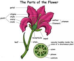 Ncert Class Vi Science Solutions Chapter 7 Getting To Know Plants Part 1 Translation In Hindi Kannada M Parts Of A Flower Plant Lessons Plants Lesson Plans