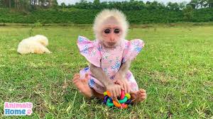 Princess Bibi Wears New Pink Color Dress Cutest Baby Monkey Youtube