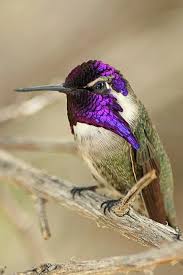 Birds Of Southern Arizona Costa S Hummingbird Https Www Facebook Com Naturetouchh Photos A 139132613208882 1073741828 138996843222459 42086 Birds Hummingbird Beautiful Birds