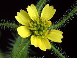 Image result for Sigesbeckia