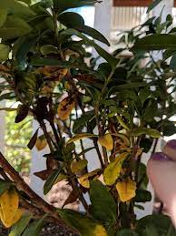 Help Yellowing And Brown Spotted Leaves On Gardenia Gardening Garden Diy Home Flowers Roses Nature Landsc Gardenia Plant Plant Leaves Yellow And Brown