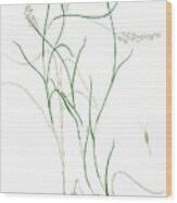 Image result for Capillipedium