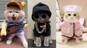 Baby Cats Cute And Funny Cat Videos Compilation 02 Kit Cat Tv Monkey Viral
