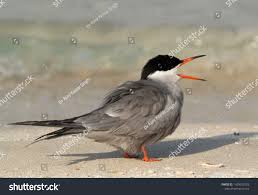 Image result for foto moud Forsterův