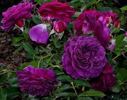 Get it as soon as mon, may 24. Top 10 Most Beautiful Purple Roses