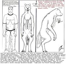 Human Vs Werewolf Anatomy By Jordan Lorenz Artwanted Com