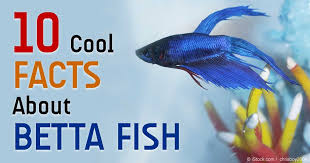 10 Cool Facts About These Colorful Betta Fish Betta Fish Betta Fish