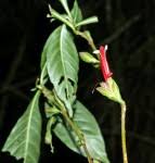 Image result for Dicliptera swynnertonii