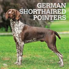 The color changes of a german shorthaired pointer. German Shorthaired Pointers Calendar 2022 Animal Den