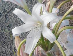 Image result for Crinum rautanenianum