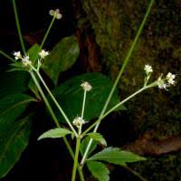 Image result for Sanicula elata