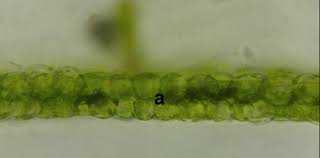 Image result for Wolffiella welwitschii