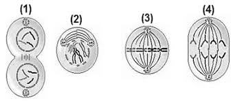 Soal penilaian akhir semester ialah salah satu prosedur yang untuk mengetahui tingkatan pemahaman peserta didik terhadap materi pelajaran. Latihan Soal Pas Biologi Kelas 12 Semester 1 2020 2021 Dan Jawabannya