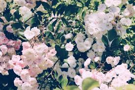 All of these flower background images and vectors have high resolution and can be used as banners, posters or wallpapers. Aesthetic Laptop Backgrounds Flowers Largest Wallpaper Portal