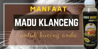 Berikut adalah manfaat sarang lebah madu atau lebih dikenal sebagai propolis. Apa Manfaat Madu Klanceng Untuk Kucing Kesayangan Anda