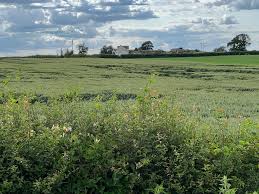 Images of crops around Downlands from Mill Lane