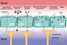 Breaking Through The Barrier Feature Chemistry World