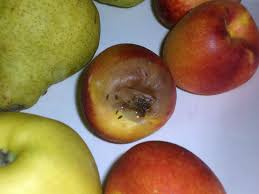 Comment Se Debarrasser Des Mouches A Fruits Circulaire En Ligne