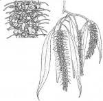 Image result for Faurea rochetiana