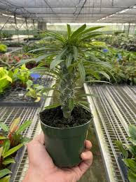 Image result for Pachypodium lamerei
