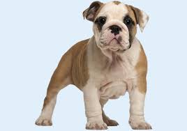 English bulldogs fell in popularity when bull baiting was outlawed in the 1830's take advantage of our puppysearch or leisurely browse our directory of hundreds of dog breeds, english bulldog dog breeders, english bulldog dogs for adoption, and english bulldog puppy for sale listings with. English Bulldog Puppies Buy Puppy In Dubai Happy Paws Dubai