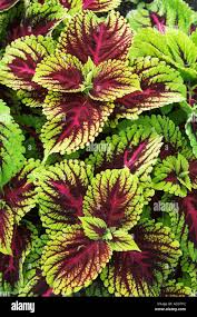 Image result for Coleus rhodesianum