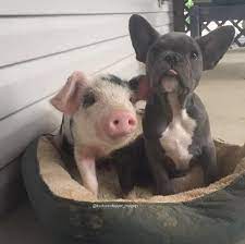 Maybe you would like to learn more about one of these? Rescued Pig Is So Excited To Have Her Very Own Puppy Bulldog Puppies Animals Dog Friends