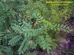 Image result for Indigofera charlieriana