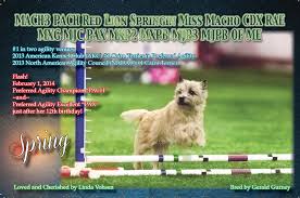 Dog Show Ads Graphic Design Dog Show Cairn Terrier Dogs