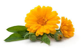 Imagini pentru flori de galbenele